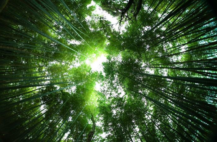 sagano-bamboo-forest-japan-soundwave